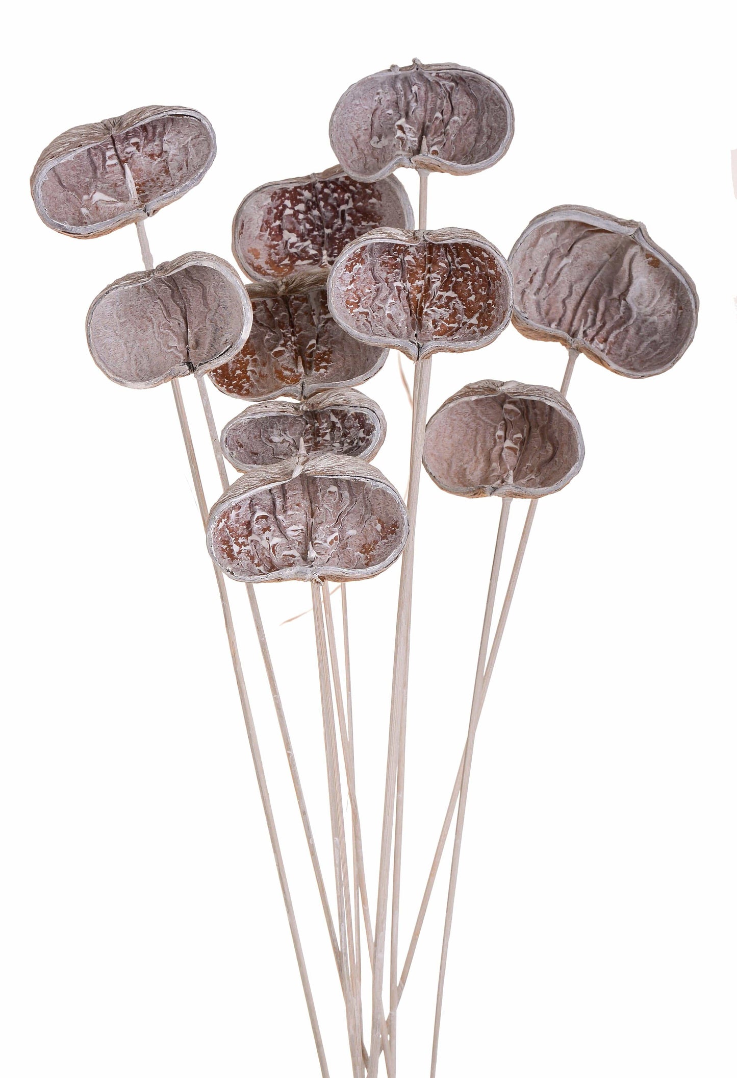 BADAM GAMBATO calcinato 10 PZ 60 CM - Dolci pensieri gift