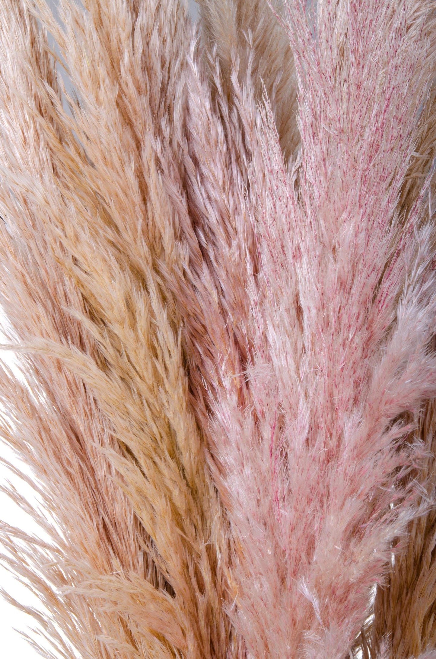 Dolci pensieri gift PAMPAS FIORI SECCHI PINK H160CM 1PZ