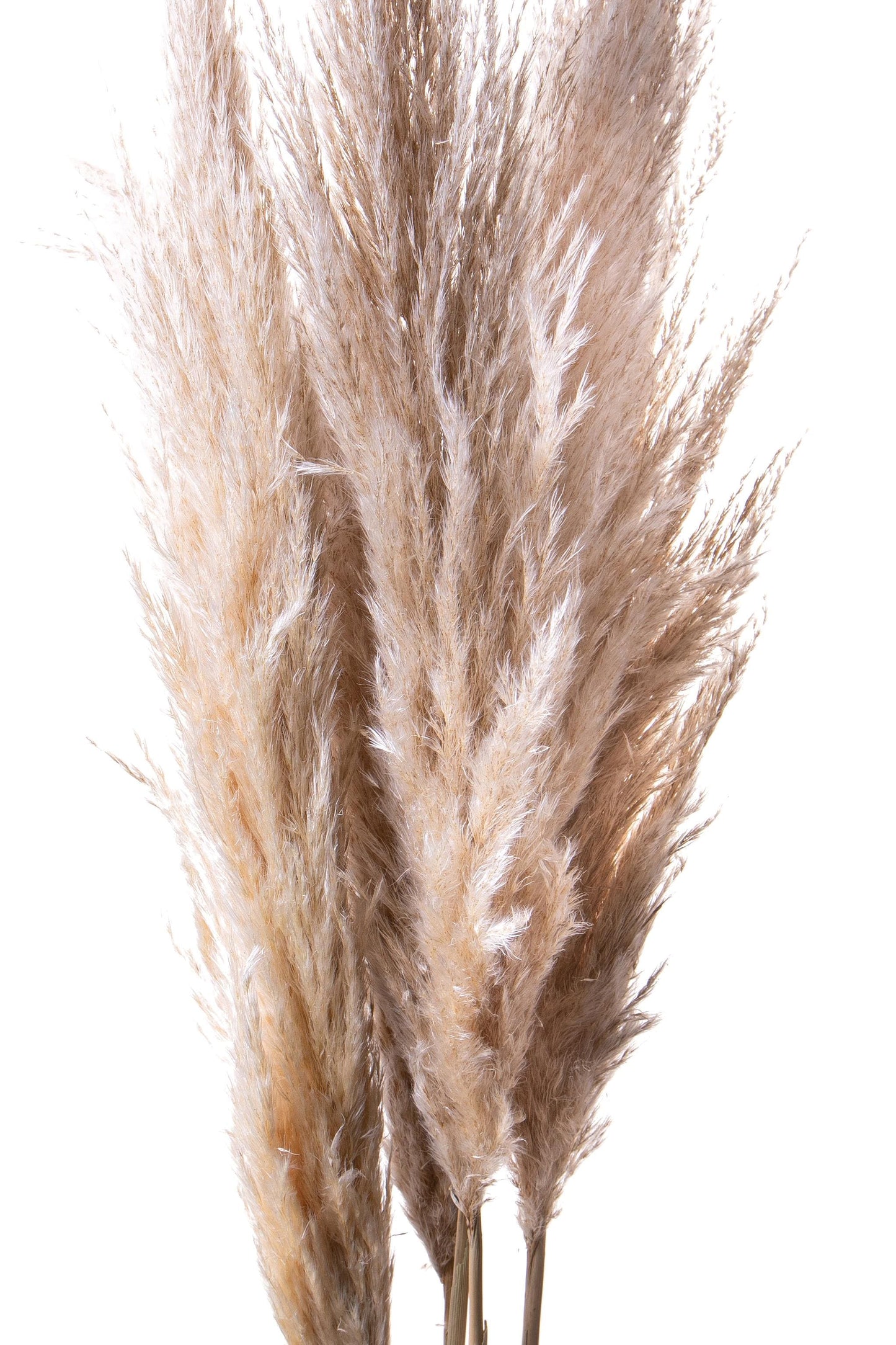 Dolci pensieri gift PAMPAS NATURALE 1 PZ 150/170 CM SACCO