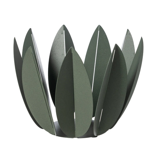 AGRUMIERA FICUS FERRO VERDE SALVIA