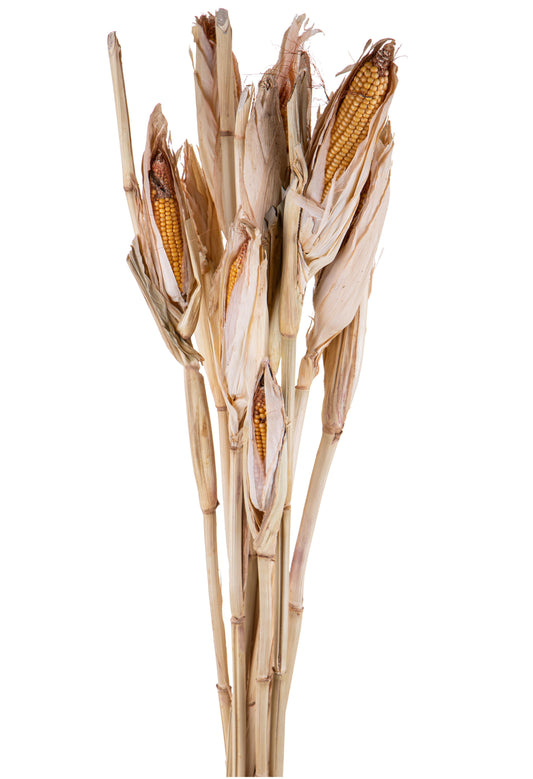 PANNOCCHIA SECCA 85CM