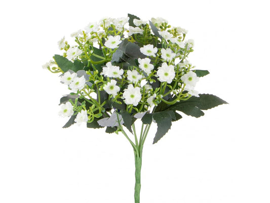 MINI CALANCOE 30 CM BIANCO - Dolci pensieri gift