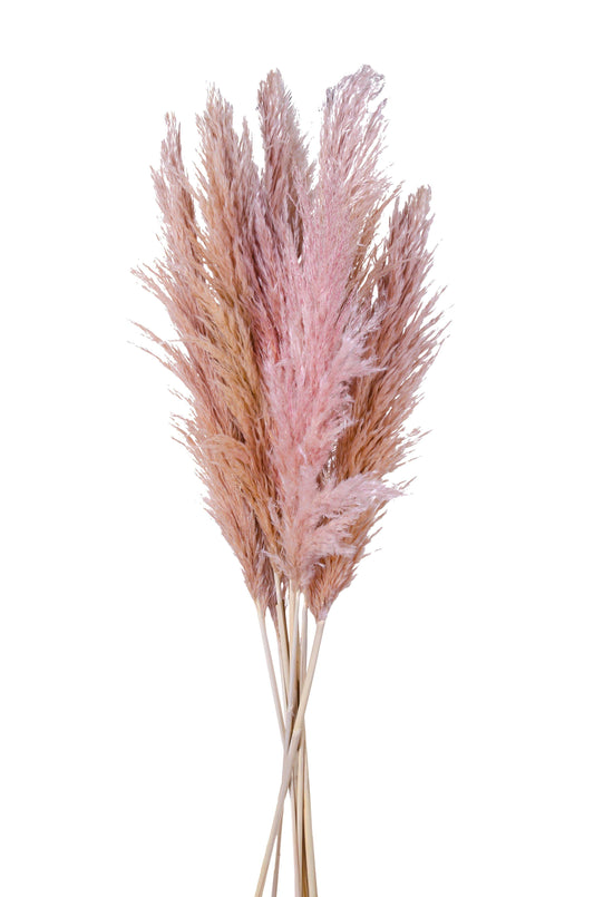 Dolci pensieri gift PAMPAS FIORI SECCHI PINK H160CM 1PZ