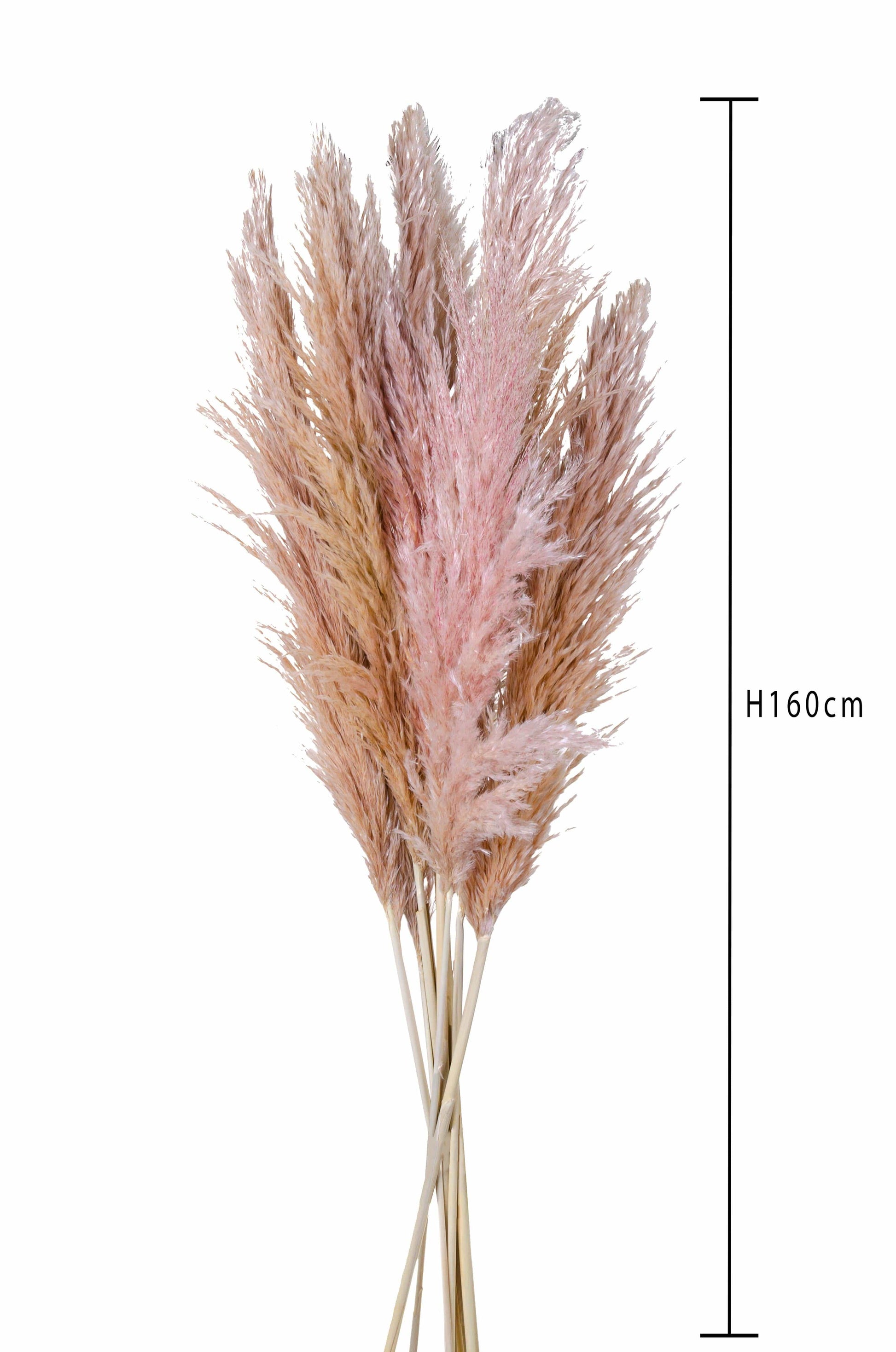 Dolci pensieri gift PAMPAS FIORI SECCHI PINK H160CM 1PZ