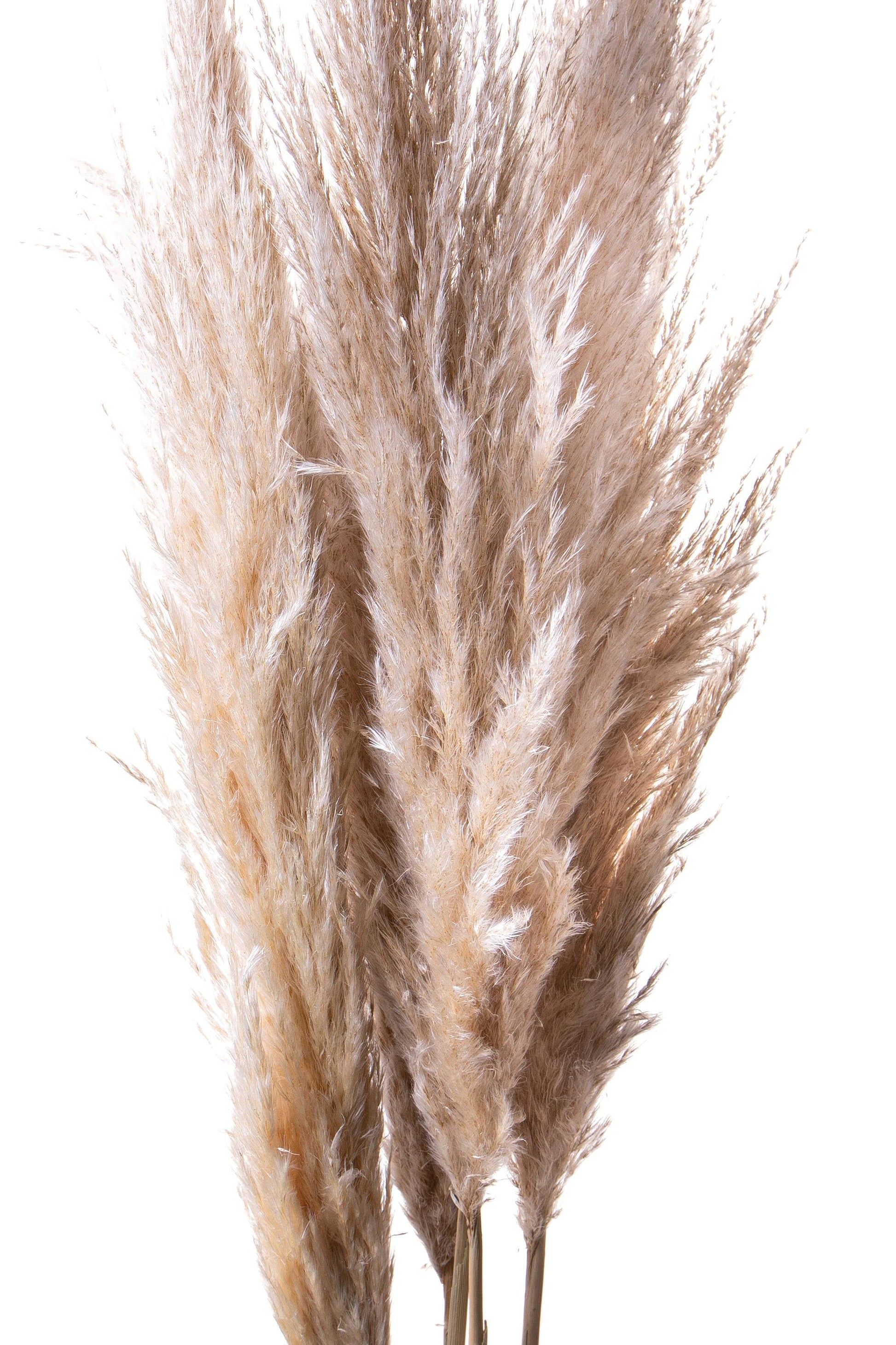 Dolci pensieri gift PAMPAS NATURALE 1 PZ 150/170 CM SACCO