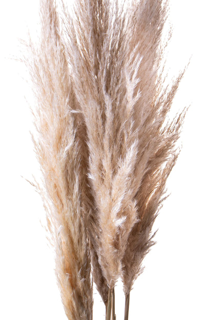 Dolci pensieri gift PAMPAS NATURALE 1 PZ 150/170 CM SACCO